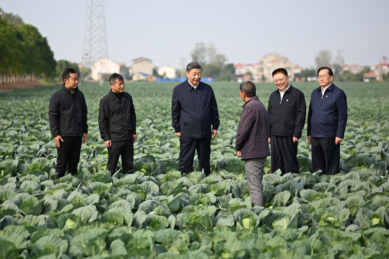 11月4日至6日，中共中央总书记、国家主席、中央军委主席习近平在湖北考察。这是5日上午，习近平在咸宁市嘉鱼县潘家湾镇十里蔬菜长廊考察时，走进田间，察看蔬菜长势。